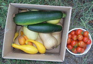 A box with assorted squash next to a small bucket of tomatoes.