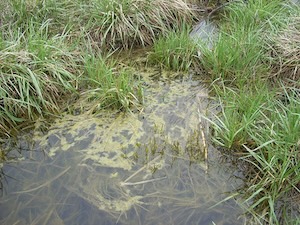 Standing water on Westminster open space.