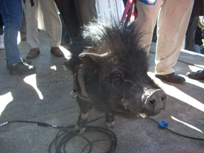 A live pig.