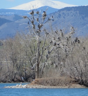 A tree at Standley Lake hosts multiple bird nests, with additional water birds on the shores.